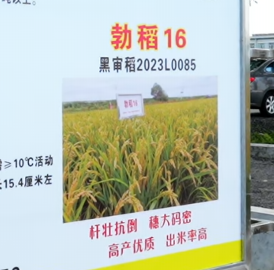 勃稻16品种推介